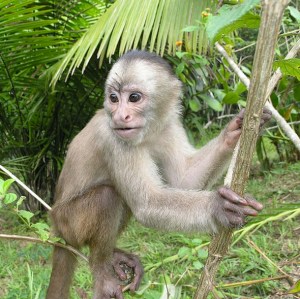 HIV Cured in Monkeys, People Who Have Sex Exclusively With Monkeys